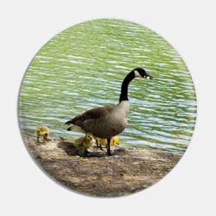 Canada Goose Family With Their Goslings Pin