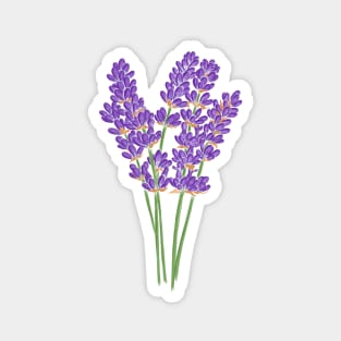 lavender Magnet