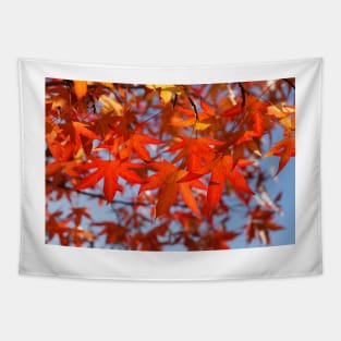 Maple (Acer ), red autumn leaves on a tree, Germany Tapestry