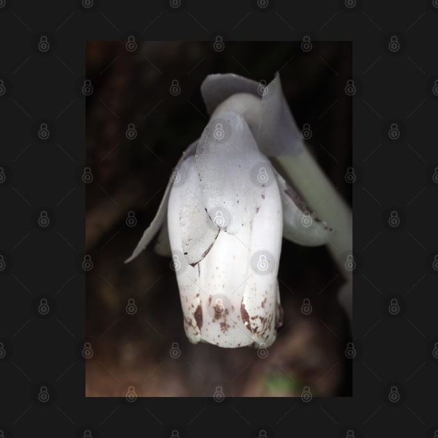 Monotropa uniflora (Indian pipe plant) flower close-up by SDym Photography