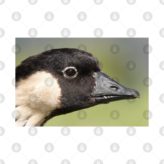 Nene head close-up on Maui, Hawaii by SDym Photography