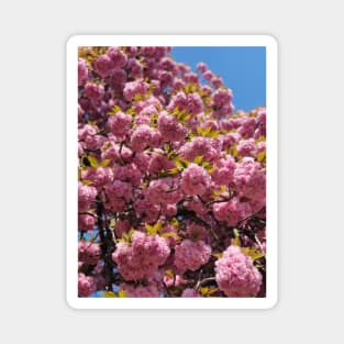 Flower tree | pink cherry blossom tree | Sakura tree Magnet