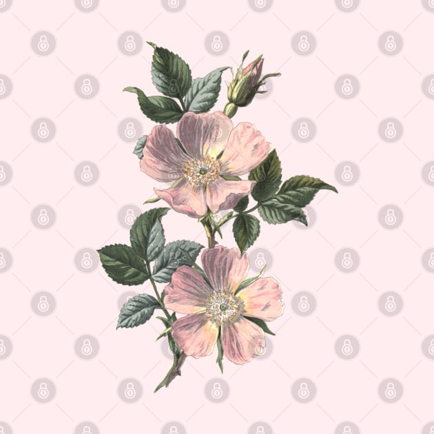 Dog Rose Illustration by Biophilia