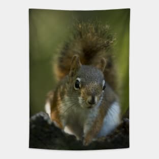 Red Squirrel Tapestry