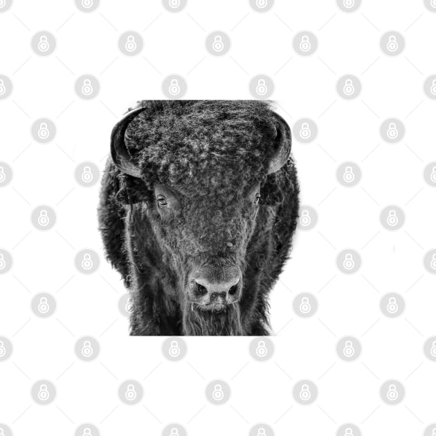 Bison Black And White photograph by art64