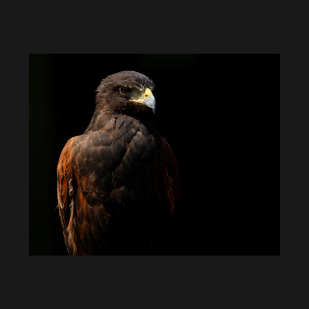 Harris Hawk Portrait by SHWILDLIFE