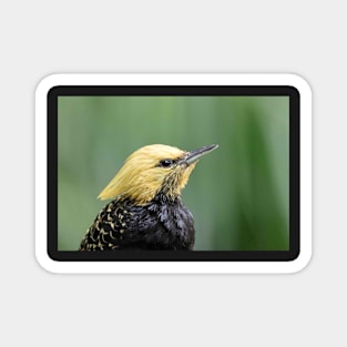 Blonde-headed Woodpecker Magnet