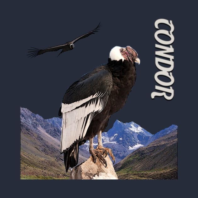 Andean condor by Caravele