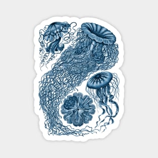 Ernst Haeckel  Jellyfish Prussian Blue Magnet