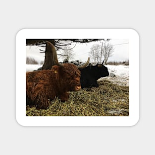 Scottish Highland Cattle Cow and Bull 2286 Magnet