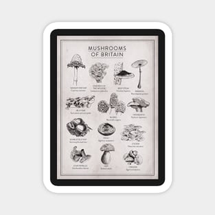 Mushrooms of Britain Print Magnet