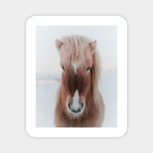 Icelandic Horse Magnet