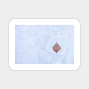 One birch tree leaf frozen on ice Magnet