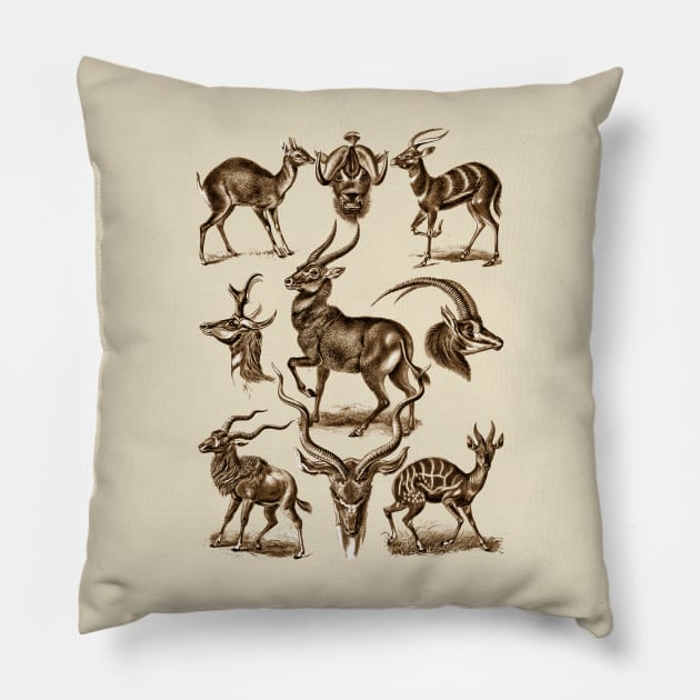 Ernst Haeckel Antilopina Antelope Pillow by Scientistudio