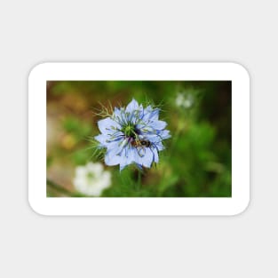 Blue Cornflower Magnet