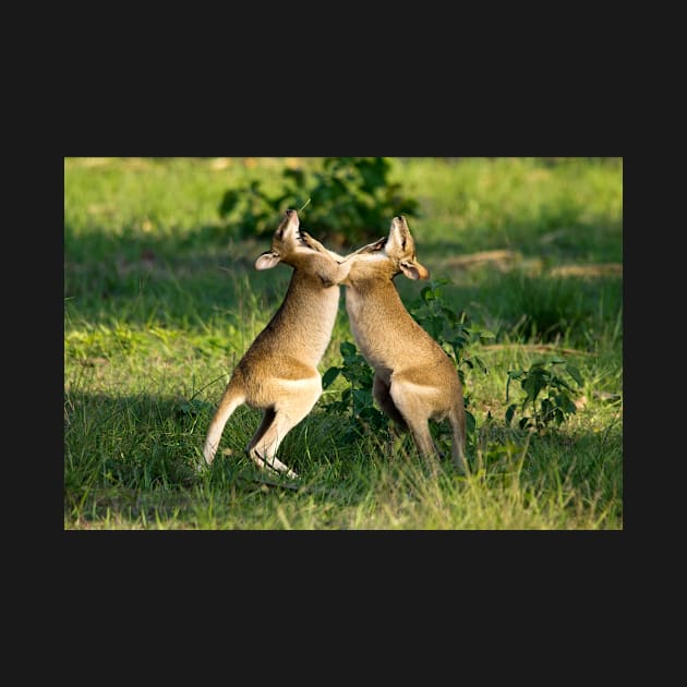 Agile Wallabies, Northern Territory by AndrewGoodall