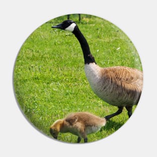 Adult Canada Goose Watching Over Its Goslings Pin