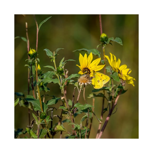 Yellow on Yellow by Debra Martz by Debra Martz