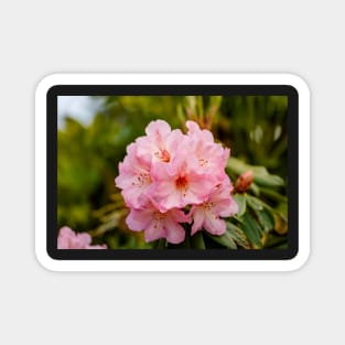 Pink rhododendron flowers Magnet