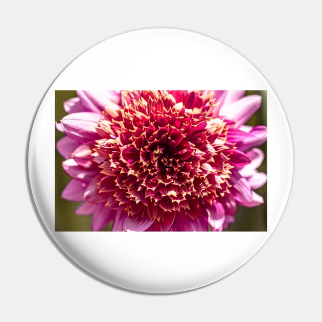 Close-up of pink powder puff dahlia Pin by blossomcophoto