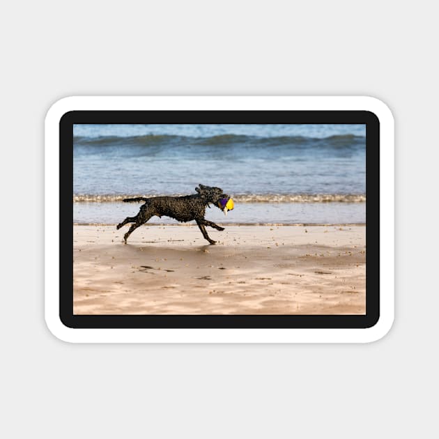 Dog &ball- Filey, Magnet by jasminewang