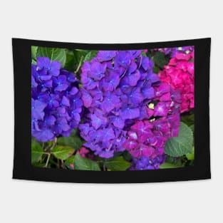 The Riotous Color of the Summer Hydrangea Tapestry