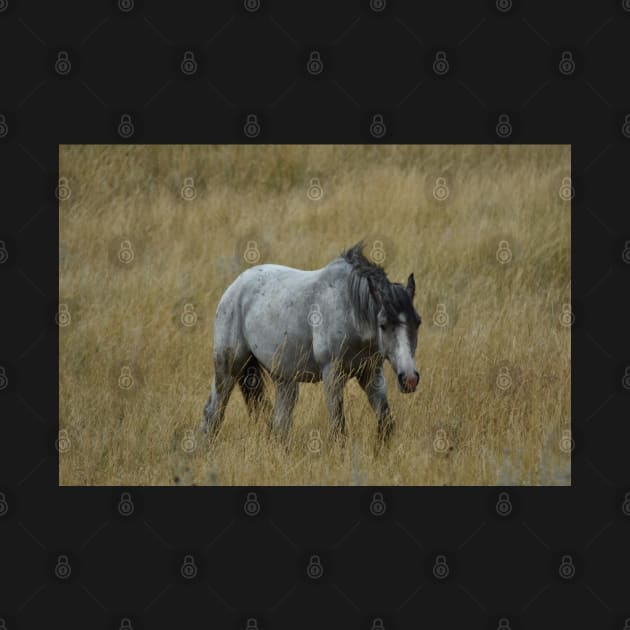 Wild Grey Horse by MarieDarcy