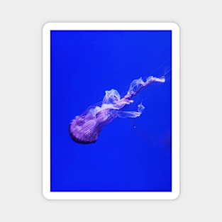 jellyfish Magnet