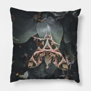 Oleander Hawk moth Pillow