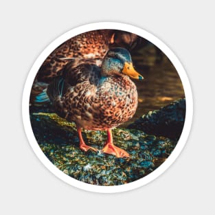 Duck on a Rock Photograph Magnet