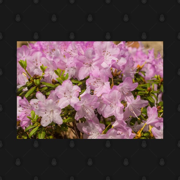 Pink Lilac Rhododendron Flowers by jojobob