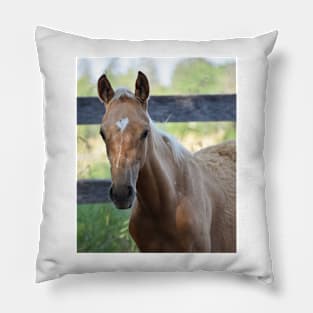 Palomino colt Pillow