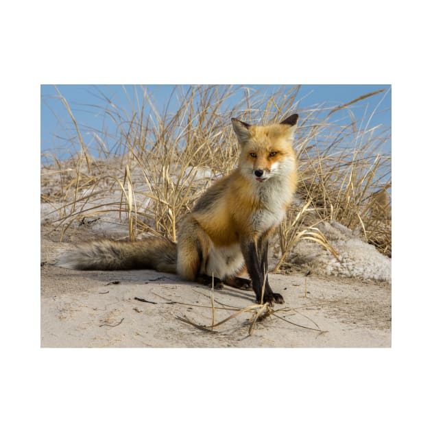 Red Fox 2 by jforno