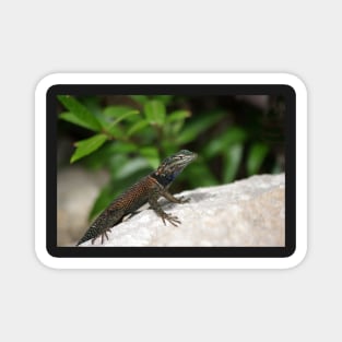 Yarrow's Spiny Lizard Magnet