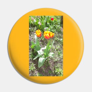 Yellow-red flowers tulips, spring nature, photo Pin