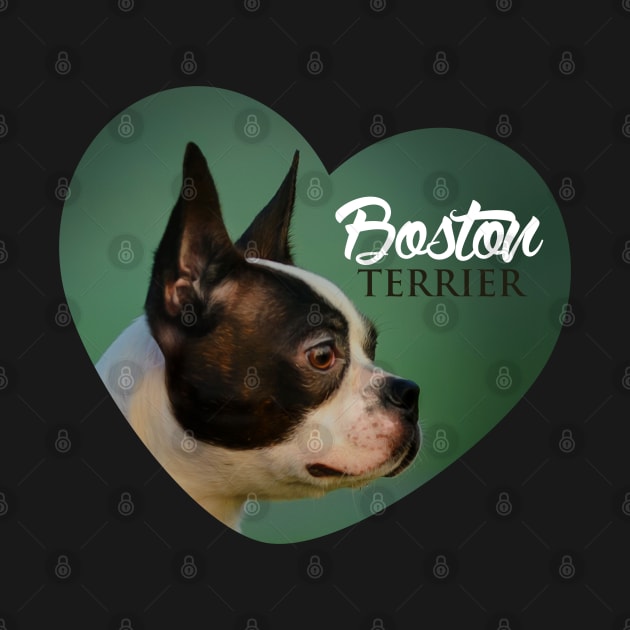 Boston Terrier by Nartissima