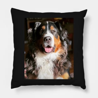 Galileo-Bernese Pillow