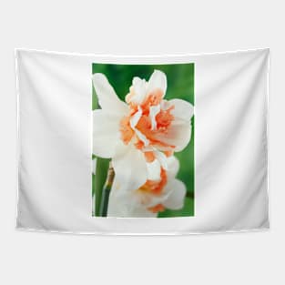 Narcissus  &#39;Replete&#39;    Division 4 Double Daffodil Tapestry