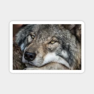 Timber Wolf - Closeup Magnet