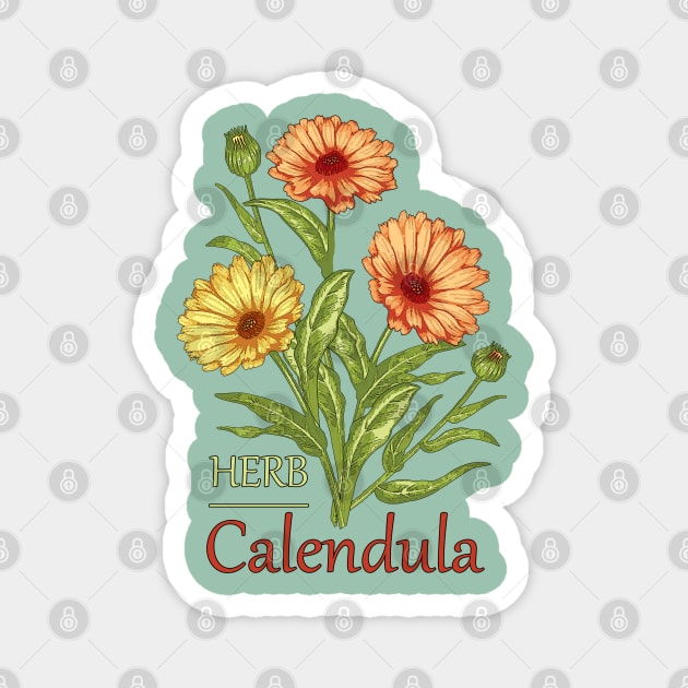 Herb Calendula-Herb plant Calendula-Spring flowers Calendula-Easter gift-Beautiful Herb flowers Magnet by KrasiStaleva