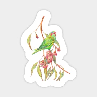 Musk lorikeet parrot and eucalyptus branch with pink flowers Magnet