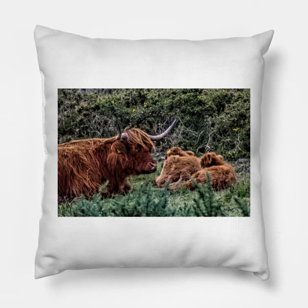 Dartmoor Highland Long Horned Cattle Pillow by avrilharris