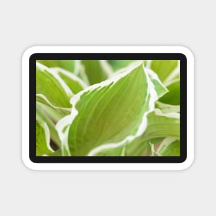 Hosta  &#39;Francee&#39;   AGM  Plantain lily  fortunei Magnet