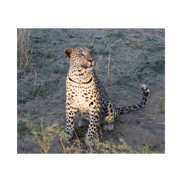 Watchful leopard cub by HazelWright