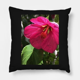 The Shy and Tender Pink Flowering Maple Pillow