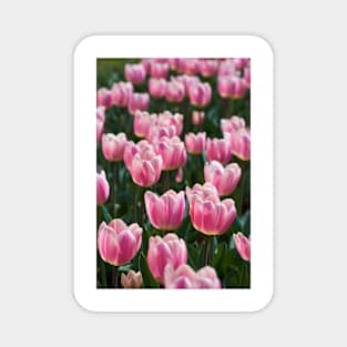Various tulips in the park Magnet