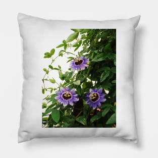 Purple Haze Passifloras Pillow