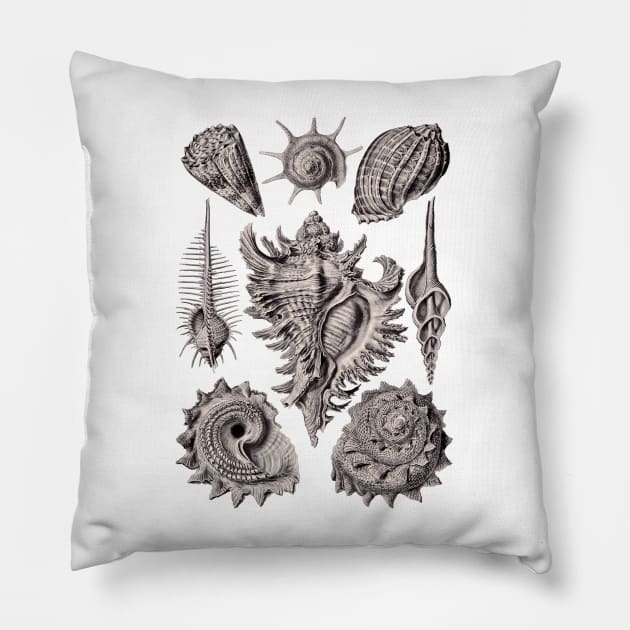 Ernst Haeckel Prosobranchia Sea Shells Aubergine Pillow by Scientistudio