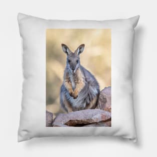 Yellow Footed Rock Wallaby, Arkaroola South Australia Pillow