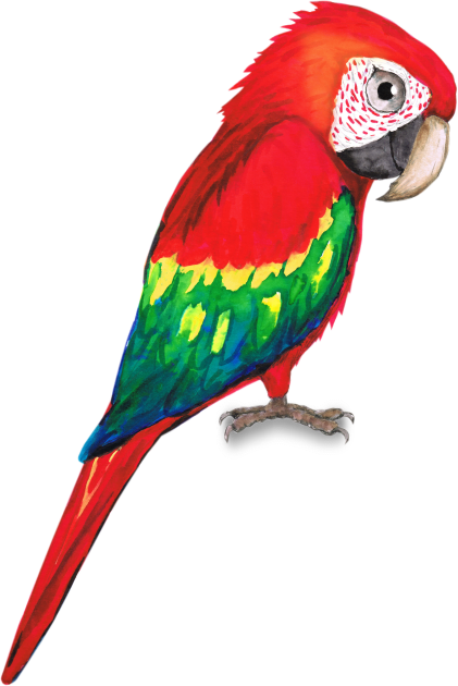 Scarlet macaw Kids T-Shirt by Bwiselizzy